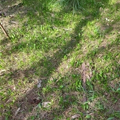 Selliera radicans at Surfside, NSW - 12 Oct 2024