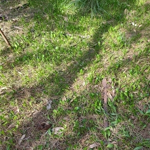 Goodenia radicans at Surfside, NSW - 12 Oct 2024