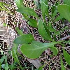 Goodenia radicans at Surfside, NSW - 12 Oct 2024