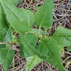 Tetragonia tetragonoides (Native Spinach, New Zealand Spinach) at Surfside, NSW - 12 Oct 2024 by LyndalT