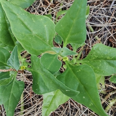 Tetragonia tetragonoides (Native Spinach, New Zealand Spinach) at Surfside, NSW - 12 Oct 2024 by LyndalT