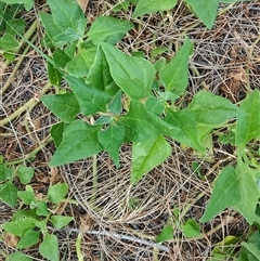 Tetragonia tetragonoides at Surfside, NSW - 12 Oct 2024 03:51 PM