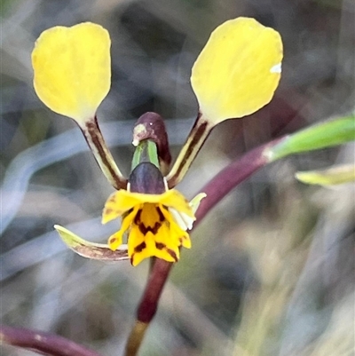 Diuris pardina (Leopard Doubletail) at Campbell, ACT - 12 Oct 2024 by Clarel