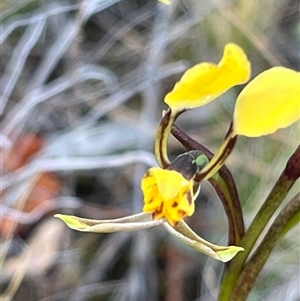 Diuris pardina at Campbell, ACT - 12 Oct 2024