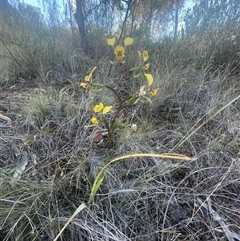 Diuris pardina at Campbell, ACT - 12 Oct 2024