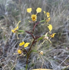 Diuris pardina at Campbell, ACT - 12 Oct 2024