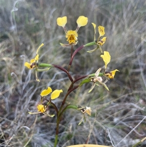 Diuris pardina at Campbell, ACT - 12 Oct 2024