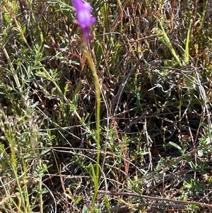 Linaria pelisseriana at Campbell, ACT - 12 Oct 2024