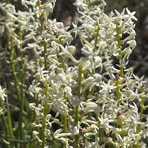 Stackhousia monogyna at Campbell, ACT - 12 Oct 2024