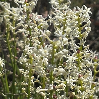 Stackhousia monogyna (Creamy Candles) at Campbell, ACT - 12 Oct 2024 by Clarel