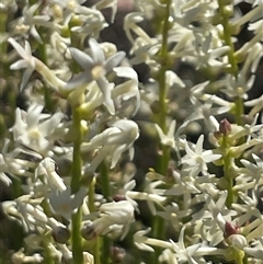 Stackhousia monogyna at Campbell, ACT - 12 Oct 2024