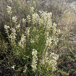 Stackhousia monogyna at Campbell, ACT - 12 Oct 2024