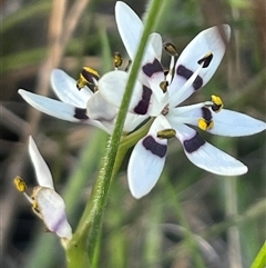 Wurmbea dioica subsp. dioica (Early Nancy) at Campbell, ACT - 12 Oct 2024 by Clarel