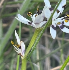 Wurmbea dioica subsp. dioica at Campbell, ACT - 12 Oct 2024