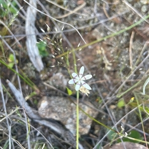 Wurmbea dioica subsp. dioica at Campbell, ACT - 12 Oct 2024