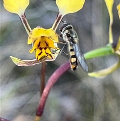 Syrphini sp. (tribe) (Unidentified syrphine hover fly) at Campbell, ACT - 12 Oct 2024 by Clarel