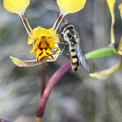 Syrphini sp. (tribe) (Unidentified syrphine hover fly) at Campbell, ACT - 12 Oct 2024 by Clarel