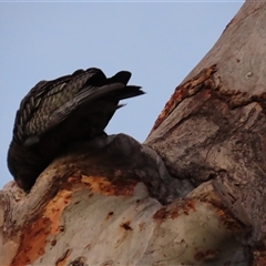 Callocephalon fimbriatum at Aranda, ACT - 12 Oct 2024