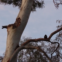 Callocephalon fimbriatum at Aranda, ACT - 12 Oct 2024