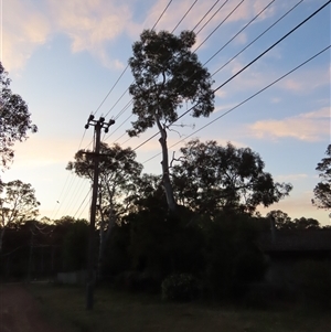 Callocephalon fimbriatum at Aranda, ACT - 12 Oct 2024