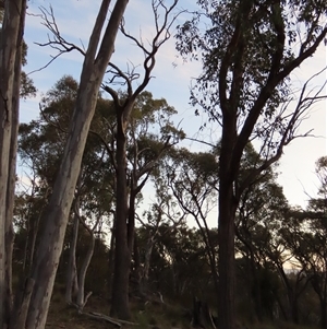 Callocephalon fimbriatum at Aranda, ACT - 12 Oct 2024