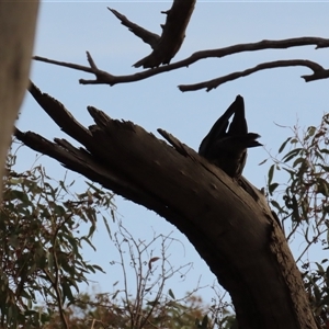 Callocephalon fimbriatum at Aranda, ACT - suppressed