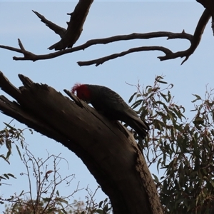 Callocephalon fimbriatum at Aranda, ACT - suppressed