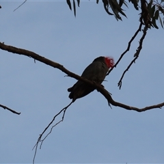 Callocephalon fimbriatum at Aranda, ACT - 12 Oct 2024