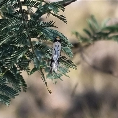 Philobota lysizona (A concealer moth) at Bungendore, NSW - 12 Oct 2024 by clarehoneydove