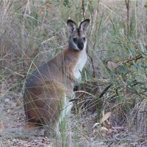 Notamacropus rufogriseus at Aranda, ACT - 12 Oct 2024