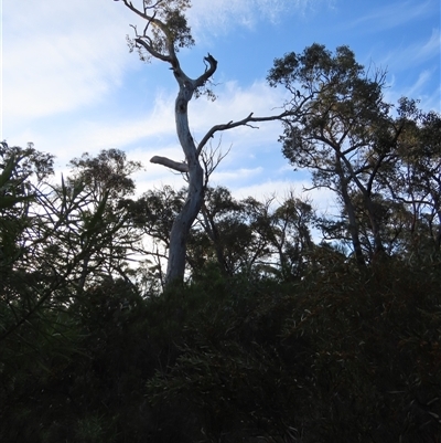 Callocephalon fimbriatum (Gang-gang Cockatoo) at Aranda, ACT - 12 Oct 2024 by lbradley