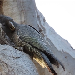 Callocephalon fimbriatum at Aranda, ACT - 12 Oct 2024