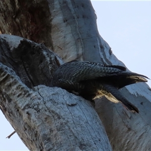 Callocephalon fimbriatum at Aranda, ACT - suppressed