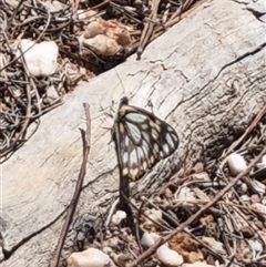 Belenois java (Caper White) at Bungendore, NSW - 12 Oct 2024 by clarehoneydove