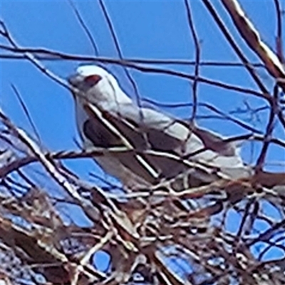 Elanus axillaris (Black-shouldered Kite) at Braidwood, NSW - 12 Oct 2024 by MatthewFrawley