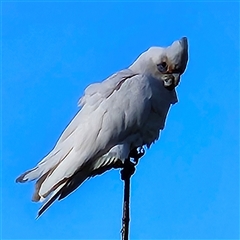 Cacatua sanguinea (Little Corella) at Braidwood, NSW - 12 Oct 2024 by MatthewFrawley