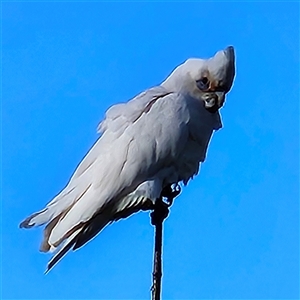 Cacatua sanguinea at Braidwood, NSW - 12 Oct 2024 05:24 PM