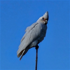 Cacatua sanguinea at Braidwood, NSW - 12 Oct 2024