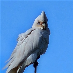 Cacatua sanguinea at Braidwood, NSW - 12 Oct 2024 05:24 PM