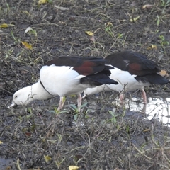 Radjah radjah (Radjah Shelduck) at Bundaberg South, QLD - 19 Jul 2024 by Gaylesp8