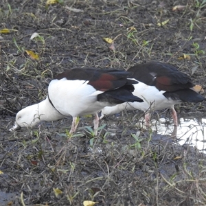 Radjah radjah (Radjah Shelduck) at Bundaberg South, QLD by Gaylesp8