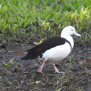 Radjah radjah at Bundaberg South, QLD - 19 Jul 2024