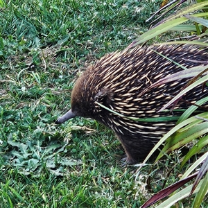 Tachyglossus aculeatus at Braidwood, NSW - 12 Oct 2024