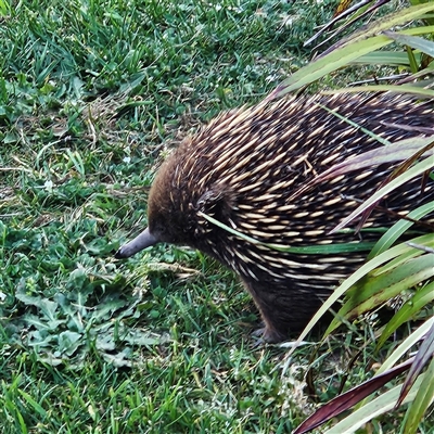 Tachyglossus aculeatus (Short-beaked Echidna) at Braidwood, NSW - 12 Oct 2024 by MatthewFrawley