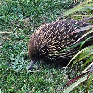 Tachyglossus aculeatus at Braidwood, NSW - 12 Oct 2024