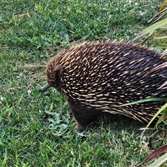 Tachyglossus aculeatus at Braidwood, NSW - 12 Oct 2024