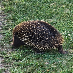 Tachyglossus aculeatus at Braidwood, NSW - 12 Oct 2024