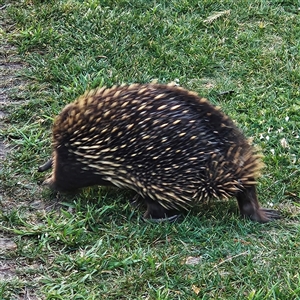 Tachyglossus aculeatus at Braidwood, NSW - 12 Oct 2024