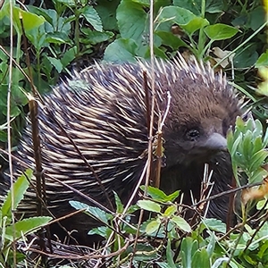 Tachyglossus aculeatus at Braidwood, NSW - 12 Oct 2024