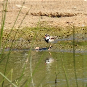 Charadrius melanops at Bundaberg South, QLD - 19 Jul 2024 11:32 AM